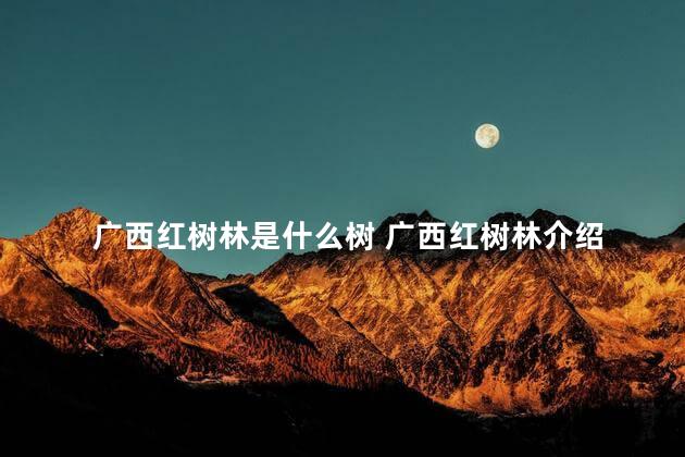 广西红树林是什么树 广西红树林介绍